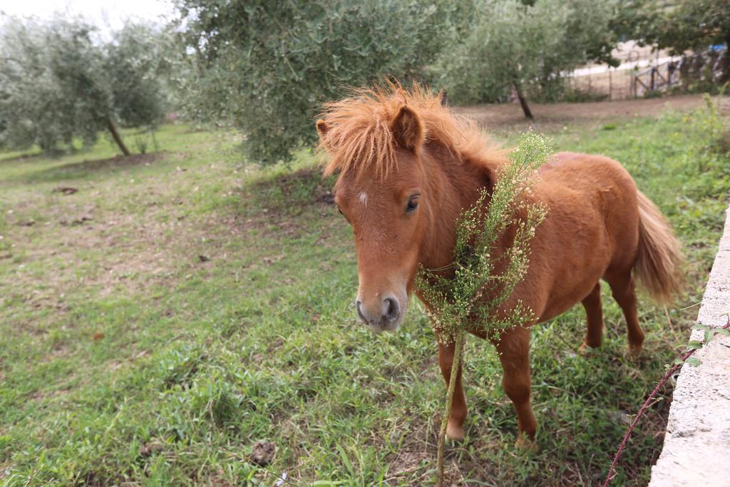 Agriturismo Ciociaro " Il Colle " Hotel Ristorante شيبرانو المظهر الخارجي الصورة